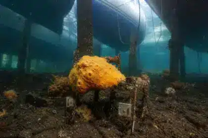 455 jours dans les eaux d’un port espagnol pollué : sur 42 éponges marines immergées, une seule espèce a réellement prospéré