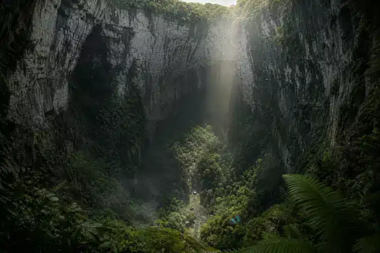 À 626 mètres sous terre, une forêt cachée mise au jour dans le gouffre céleste chinois Xiaozhai Tiankeng : elle abrite des espèces rarissimes