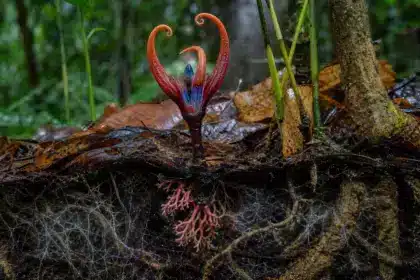 À 970 mètres d’altitude, un végétal de 12,5 cm sort des feuilles mortes : sa survie repose sur un réseau souterrain