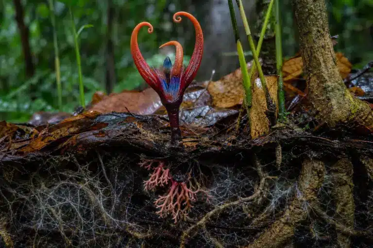 À 970 mètres d’altitude, un végétal de 12,5 cm sort des feuilles mortes : sa survie repose sur un réseau souterrain