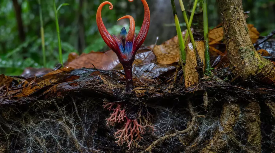 À 970 mètres d’altitude, un végétal de 12,5 cm sort des feuilles mortes : sa survie repose sur un réseau souterrain