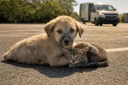 Abandonnés en plein soleil sur un parking, un chiot pose sa patte sur un chaton pour le protéger : la scène qui a bouleversé un refuge