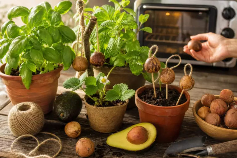 Alors qu’un simple passage au four suffit à en faire des accessoires de jardin, on s’obstine tous à jeter les noyaux d’avocat à la poubelle