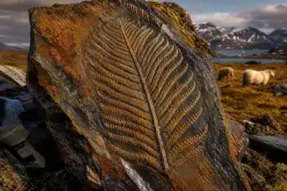 Arctique : l’un des plus anciens fossiles animaux en 3D jamais découverts révèle des traits inédits de l’espèce