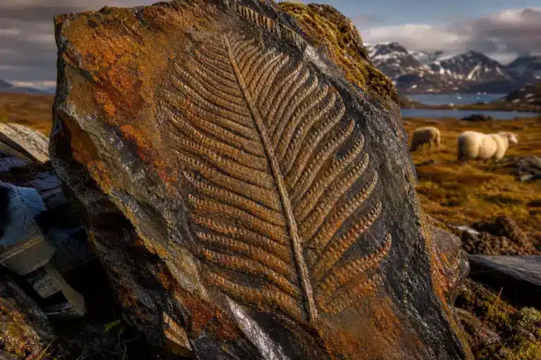 Arctique : l’un des plus anciens fossiles animaux en 3D jamais découverts révèle des traits inédits de l’espèce