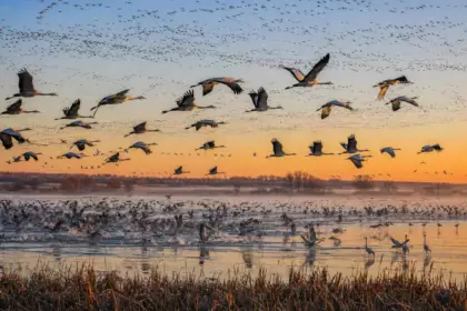 Au lac du Der, 268 120 oiseaux prennent leur envol le 3 novembre 2019 : la météo explique ce rassemblement