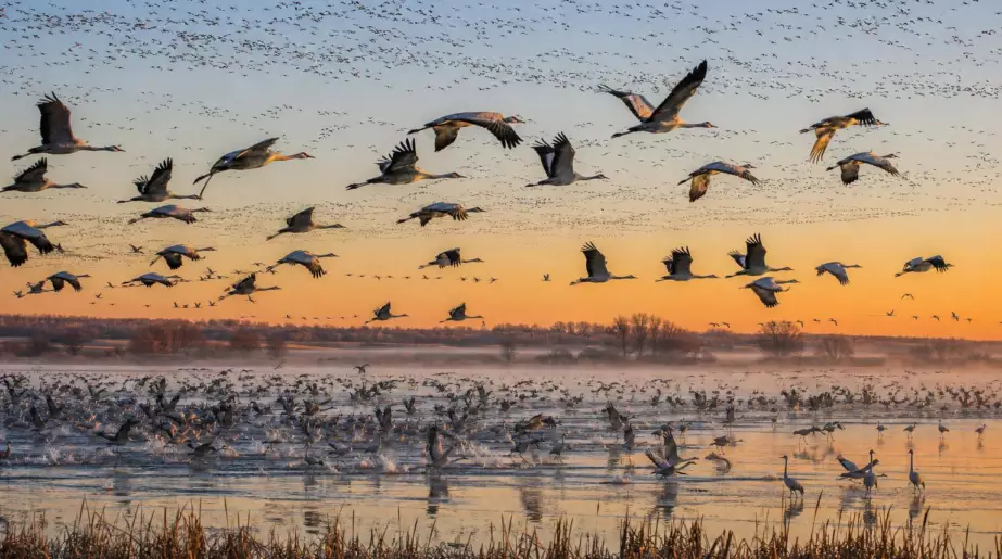 Au lac du Der, 268 120 oiseaux prennent leur envol le 3 novembre 2019 : la météo explique ce rassemblement