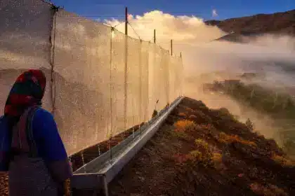 Au Maroc, de simples filets tendus en montagne captent le brouillard : des milliers de litres d’eau potable, sans pompe ni électricité