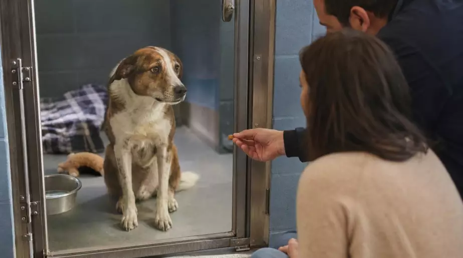 Auggie, 8 ans, attend depuis plus de 840 jours : ce foyer très encadré pourrait enfin changer sa vie