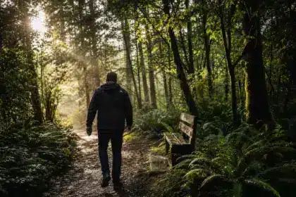 Balade en forêt : ce que les études disent des effets de la nature sur le stress