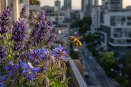 Biodiversité : les abeilles sauvages diminuent de 25 % dans les zones urbaines