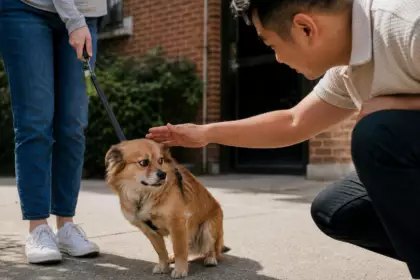 Ce geste que l’on fait tous pour saluer un chien inconnu est celui qu’il redoute le plus, selon les éducateurs canins