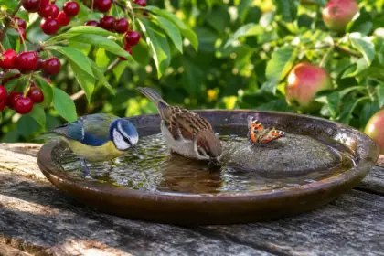 Ce geste simple aide les oiseaux et protège vos fruits