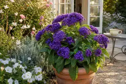 Ce n’est ni une bougie ni un arbuste rare : la vivace qui parfume tout le jardin de vanille dès la fin de l’été