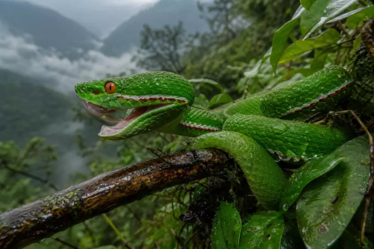 Ce serpent vert éclatant que l’on prenait pour une espèce commune est en réalité une nouvelle espèce venimeuse
