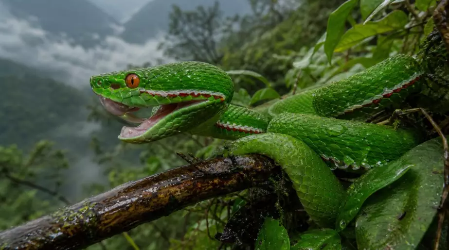 Ce serpent vert éclatant que l’on prenait pour une espèce commune est en réalité une nouvelle espèce venimeuse