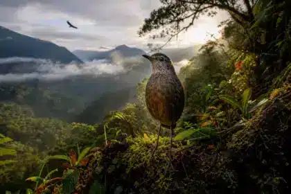 Cet oiseau n’avait jamais été vu auparavant, et sa découverte a changé l’Équateur, peut-être pour toujours