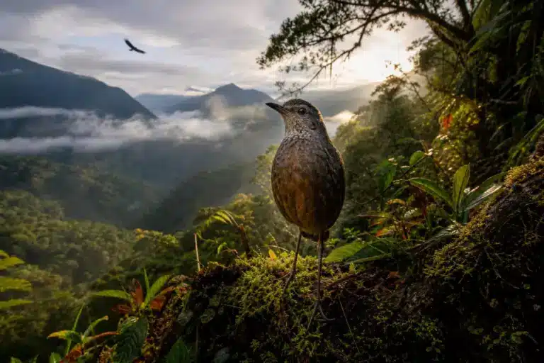 Cet oiseau n’avait jamais été vu auparavant, et sa découverte a changé l’Équateur, peut-être pour toujours