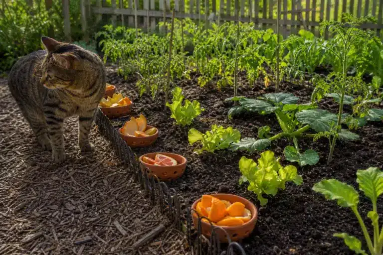 Cette peau de fruit fait fuir les chats de votre potager en un clin d’œil : ne la jetez plus à la poubelle