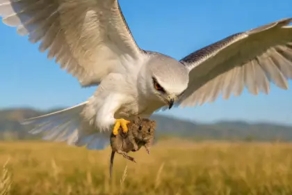 Cette photo virale saisit l’instant précis où un campagnol est emporté par un rapace en plein vol