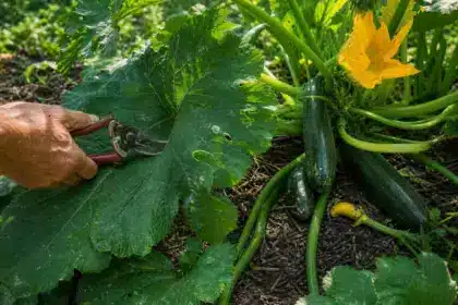 Chacun coupe les larges feuilles des courgettes l’été pour aérer le pied : voilà précisément ce qui bloque la production