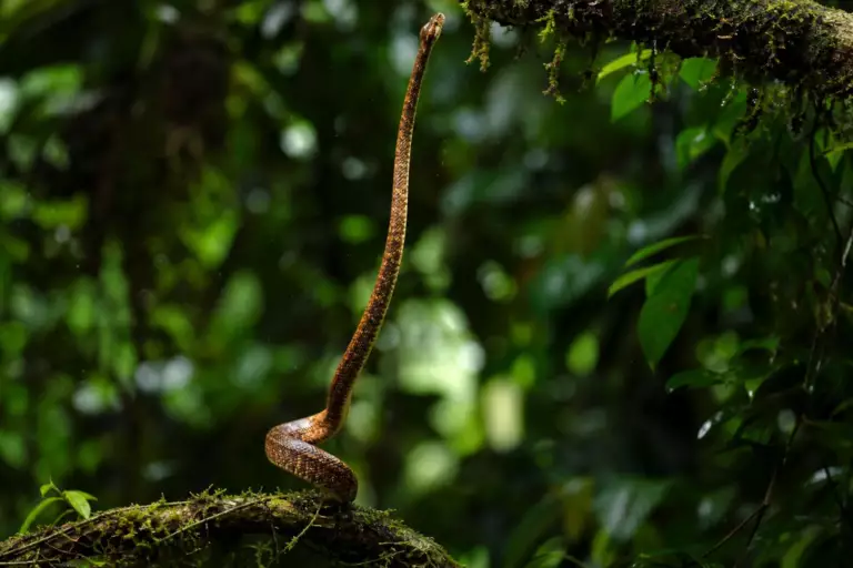 Comment certains serpents parviennent à se dresser à la verticale sans pattes : les scientifiques ont enfin compris
