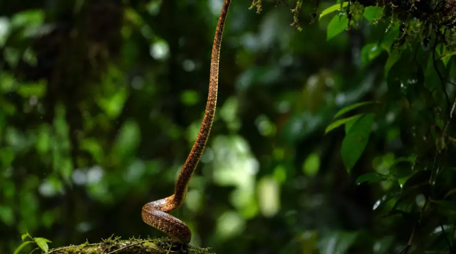 Comment certains serpents parviennent à se dresser à la verticale sans pattes : les scientifiques ont enfin compris