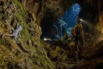 Dans les grottes obscures du Cambodge, des scientifiques découvrent une foule d’espèces animales inconnues