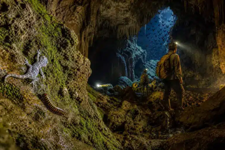 Dans les grottes obscures du Cambodge, des scientifiques découvrent une foule d’espèces animales inconnues