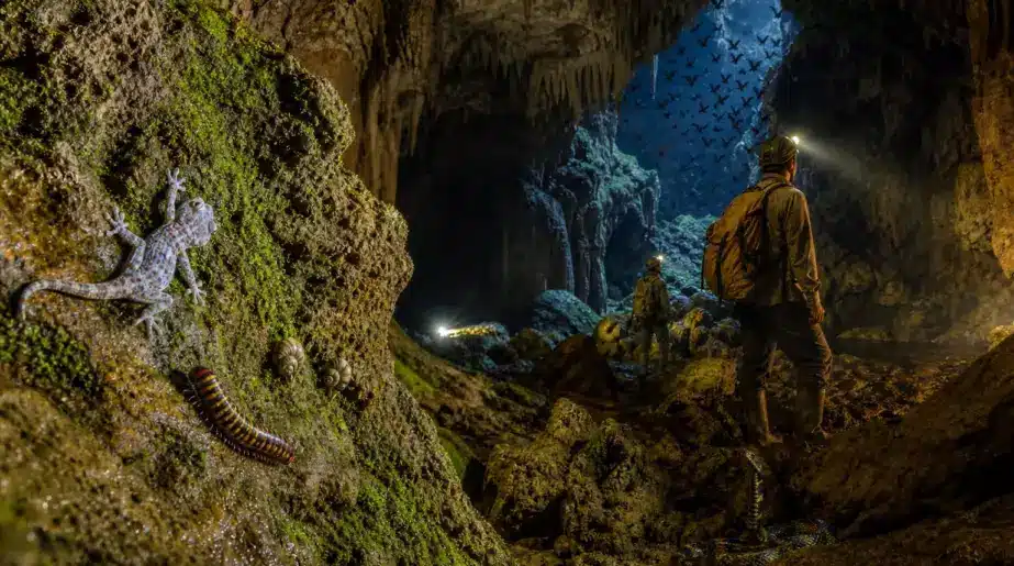Dans les grottes obscures du Cambodge, des scientifiques découvrent une foule d’espèces animales inconnues