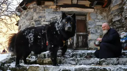 Dans les montagnes de Macédoine du Nord, une poignée d’éleveurs mène un combat acharné pour faire enfin reconnaître le chien de Karaman comme une race à part entière