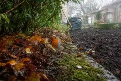 Dès le mois d’octobre, ce geste que font des millions de Français dans leur jardin condamne les rouges-gorges à un hiver bien plus difficile