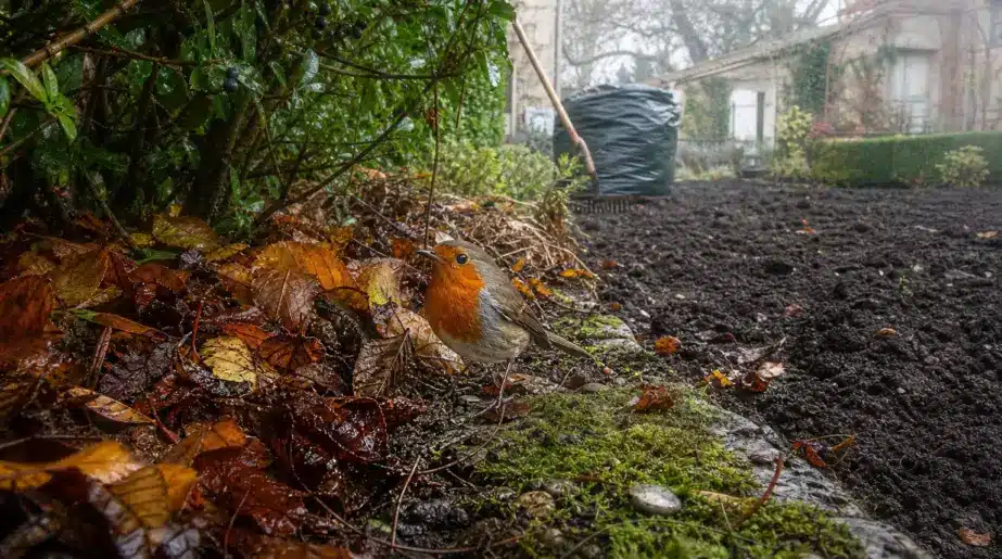 Dès le mois d’octobre, ce geste que font des millions de Français dans leur jardin condamne les rouges-gorges à un hiver bien plus difficile