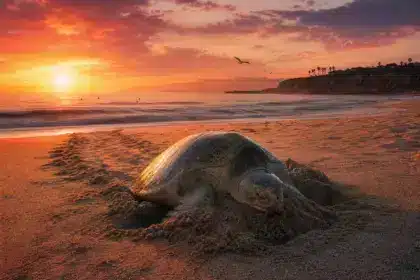 Des tortues tropicales ont été filmées en train de pondre sur des plages de Californie pour la première fois de l’histoire : le signe le plus fou du dérèglement climatique