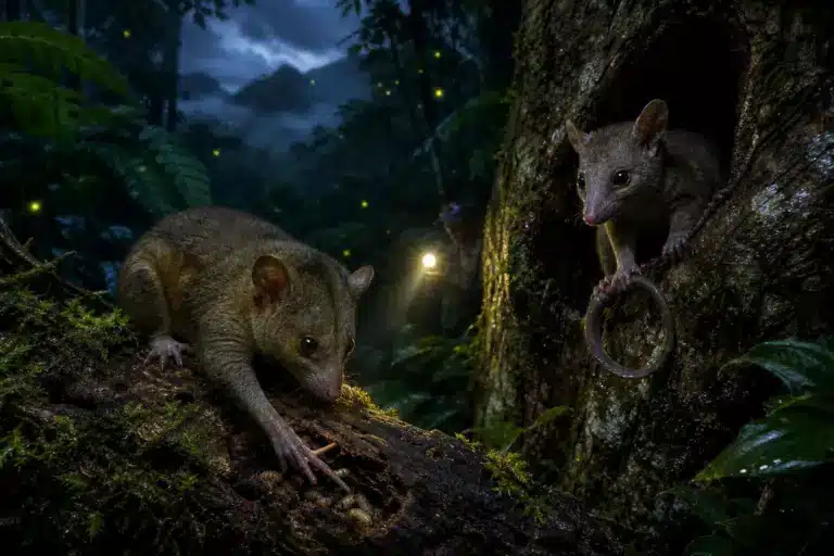 Deux marsupiaux que l’on croyait éteints depuis 6 000 ans retrouvés vivants en Nouvelle-Guinée, ce qui redéfinit ce que les scientifiques savent de l’extinction.