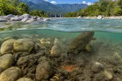 Durance : depuis 1957, le lit de la rivière piégé par « une matière fine que les truites ne peuvent plus traverser »