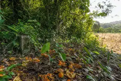 En 1997, 1 000 camions déversent des déchets d’oranges sur un pâturage mort du Costa Rica : seize ans plus tard, la forêt avait tout recouvert
