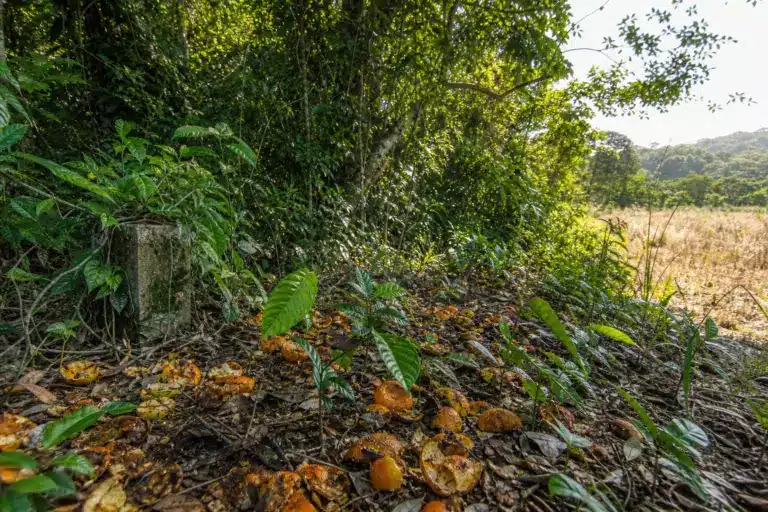En 1997, 1 000 camions déversent des déchets d’oranges sur un pâturage mort du Costa Rica : seize ans plus tard, la forêt avait tout recouvert