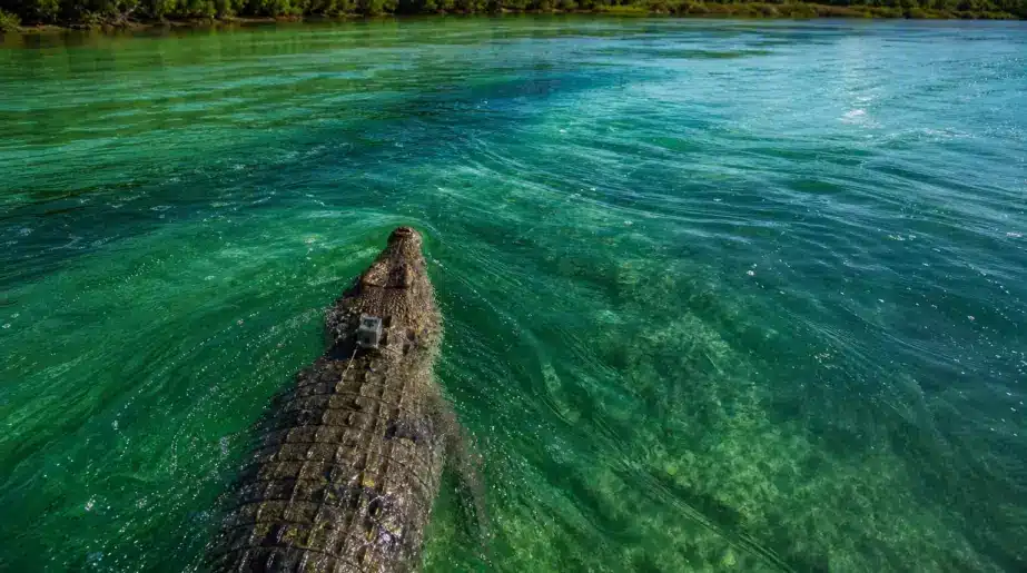 En 25 jours, un reptile parcourt 590 kilomètres en mer : les courants font presque tout le travail