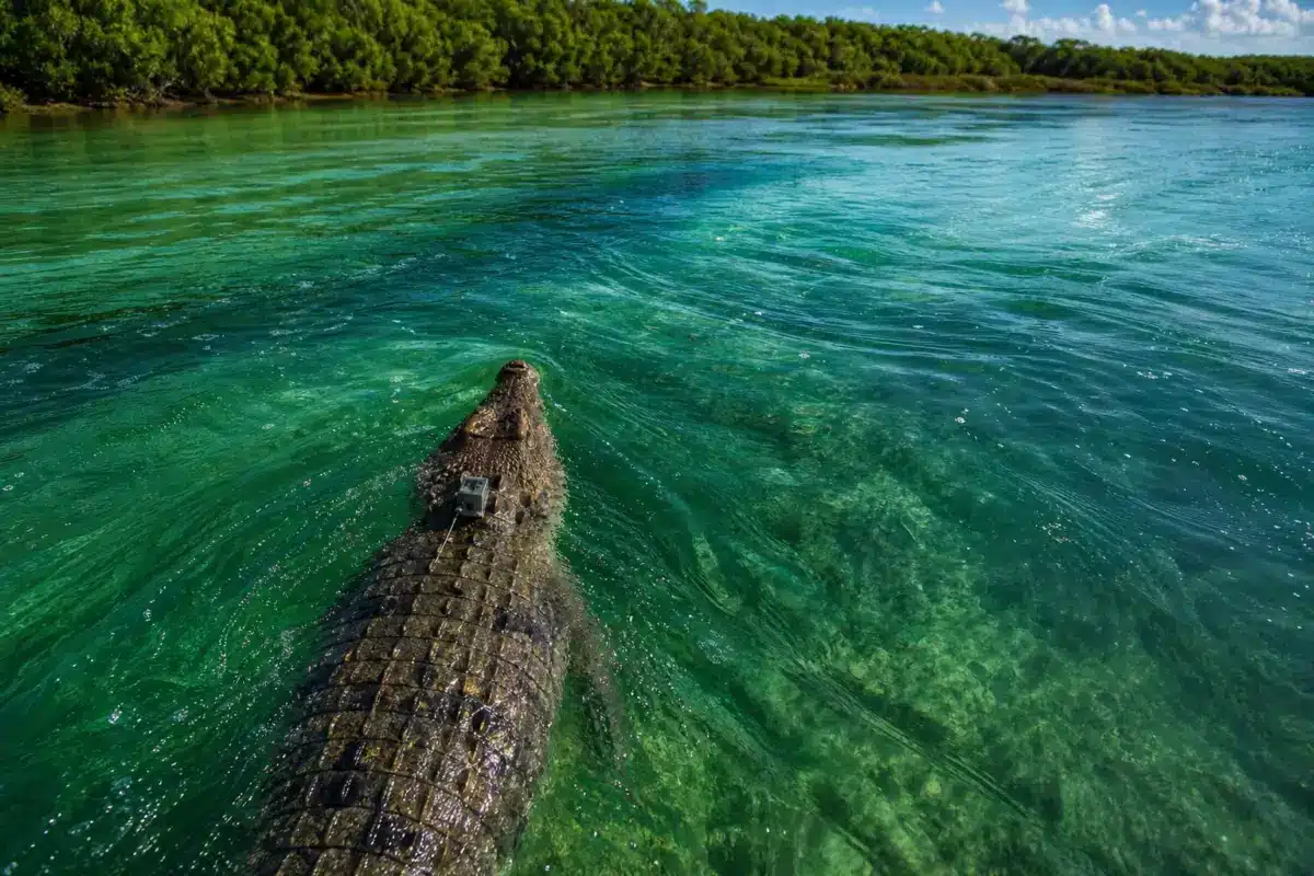 En 25 jours, un reptile parcourt 590 kilomètres en mer : les courants font presque tout le travail