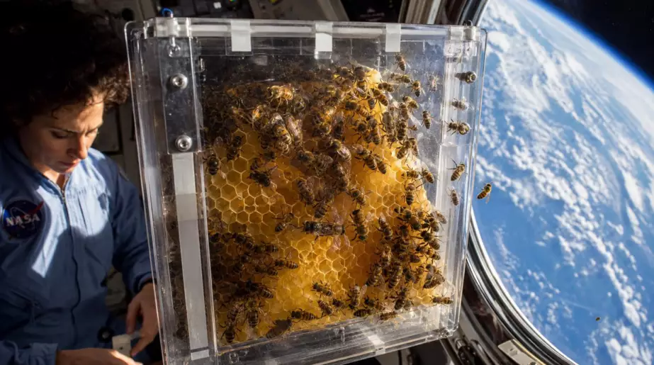 En avril 1984, 3 301 abeilles montent à bord d’une navette : sept jours suffisent pour étonner les chercheurs
