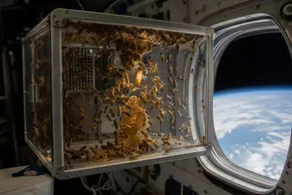 En avril 1984, la NASA embarque 3 301 abeilles à bord de Challenger : sept jours plus tard, elles avaient bâti leurs hexagones sans gravité