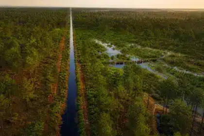 En creusant des dizaines de milliers de kilomètres de fossés, les Français ont transformé les Landes et bouleversé leur capacité à retenir l’eau