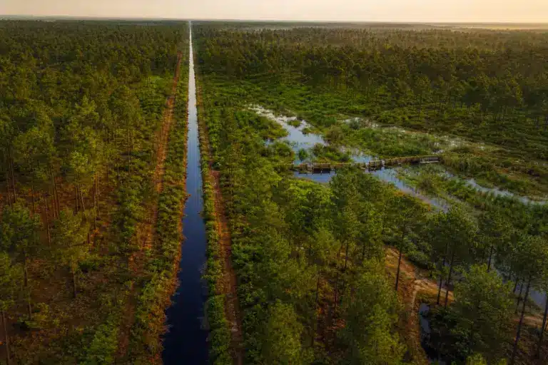 En creusant des dizaines de milliers de kilomètres de fossés, les Français ont transformé les Landes et bouleversé leur capacité à retenir l’eau