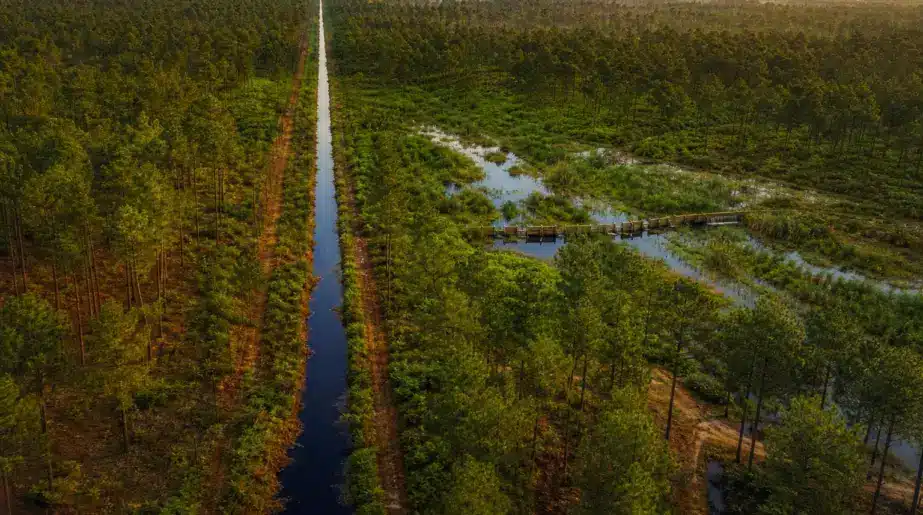 En creusant des dizaines de milliers de kilomètres de fossés, les Français ont transformé les Landes et bouleversé leur capacité à retenir l’eau