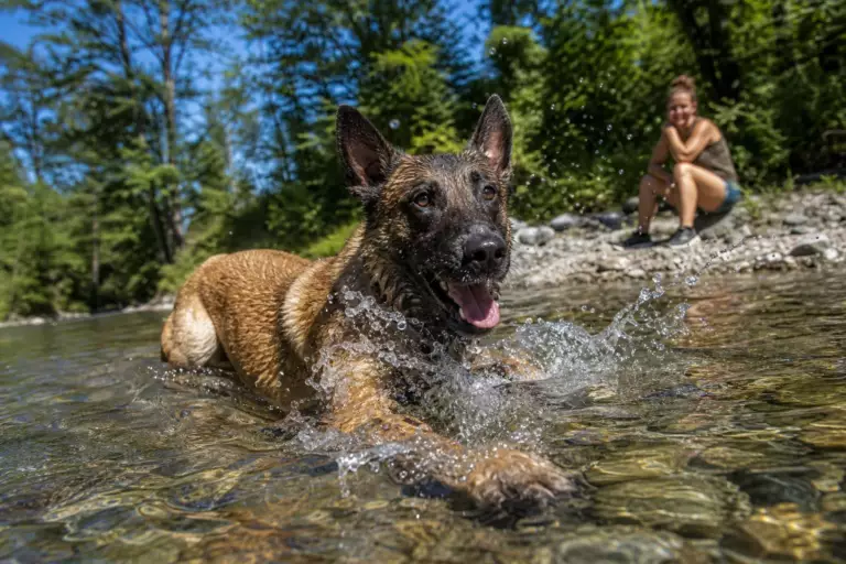 En pleine baignade dans la rivière, ce Berger Belge Malinois surprend sa maîtresse avec une technique insolite pour se rafraîchir