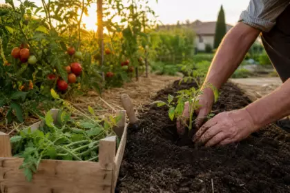 En pleine terre, mon voisin repique toujours ses gourmands de tomates arrachés et ce n’est pas pour boucher les trous du potager