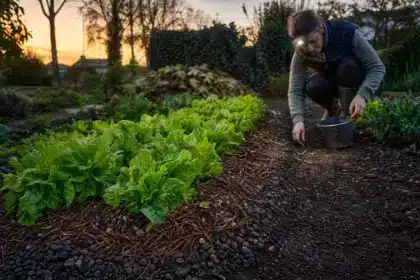 En trois heures, il protège son potager des limaces sans installer de produits chimiques : « Depuis, mes salades survivent enfin »
