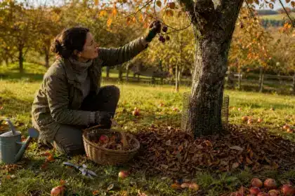 Fin septembre, elle prépare ses arbres fruitiers avant l’arrivée du froid : « Je ne savais pas qu’il fallait intervenir maintenant »