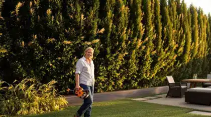 Fini la haie qu’on taille tout l’été : en 2026, les jardins chics la remplacent par cette plante de 3 m